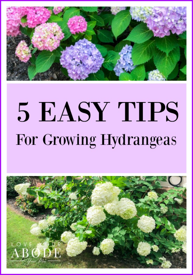 5-easy-tips-for-growing-hydrangeas