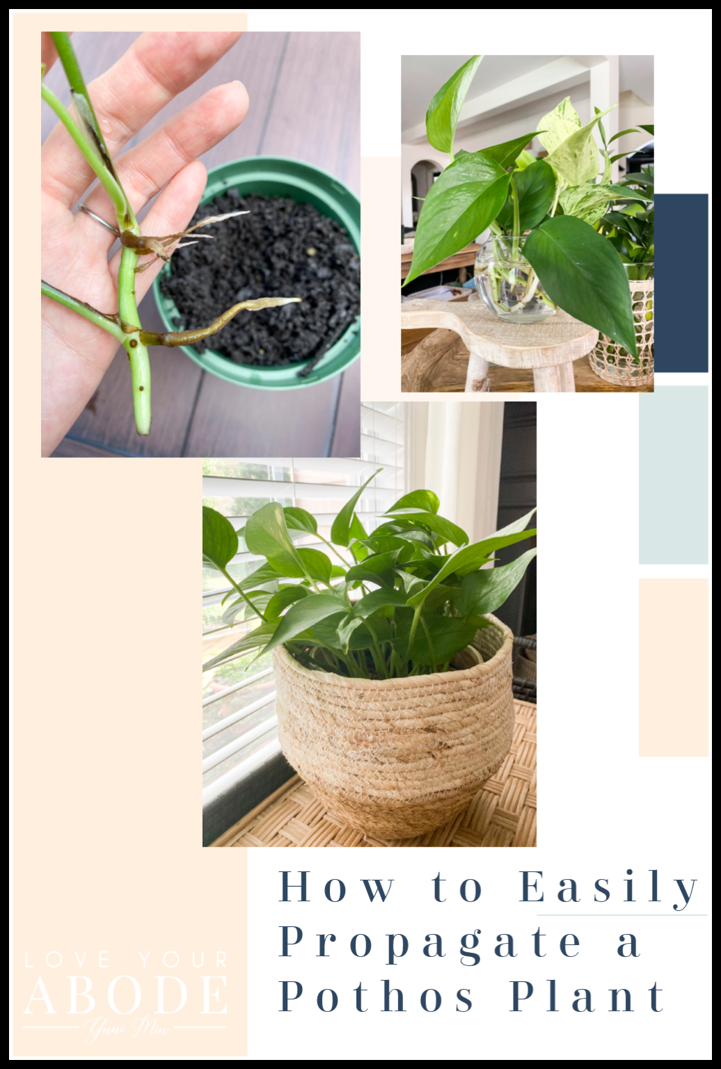 How-to-Propagate-your-Pothos-Plant