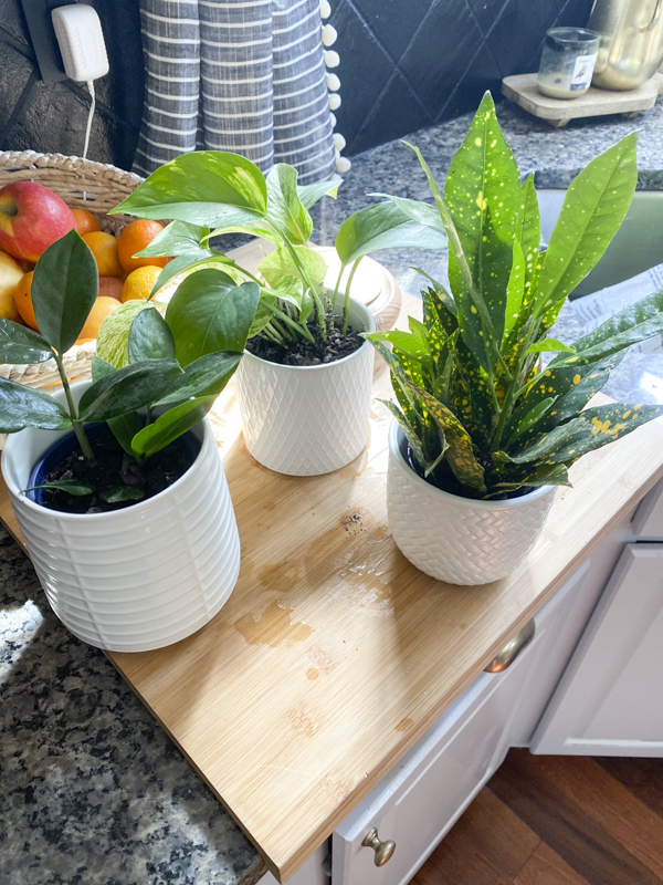 easiest-household-plants