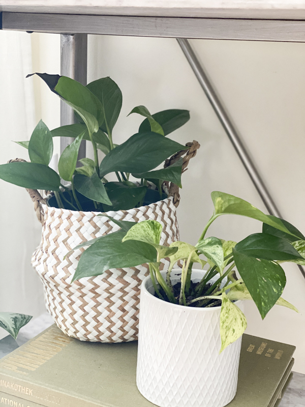 household-plants-to-have